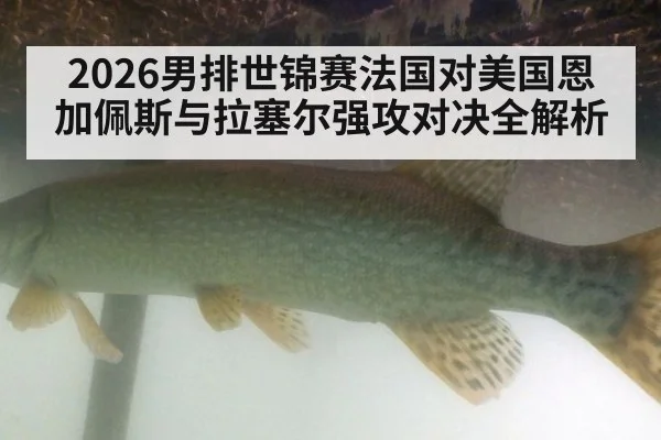 2026男排世锦赛法国对美国恩加佩斯与拉塞尔强攻对决全解析
